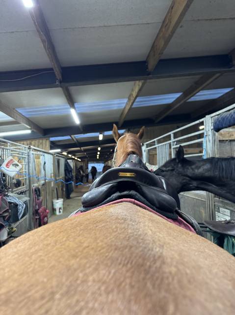 Sella da salto ostacoli  biarritz O 18" - 2018