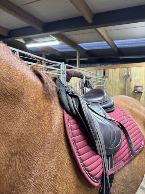 Sella da salto ostacoli  biarritz O 18" - 2018