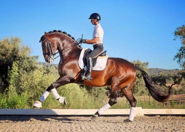 Stallone Lusitano In vendita 2021 Baio ,  EQUADOR MVL
