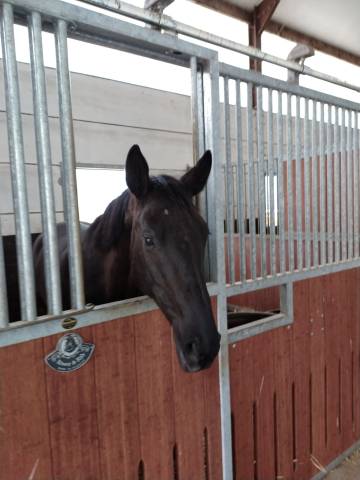 Cavalla sBs Cavallo da Sport Belgio In vendita 2017 Nero ,  DESTANO