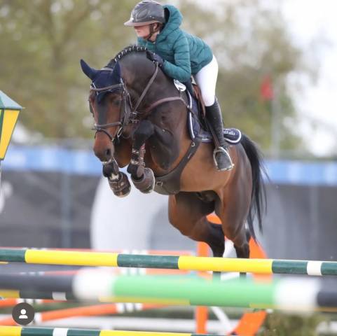 cavallo tedesco del 2012