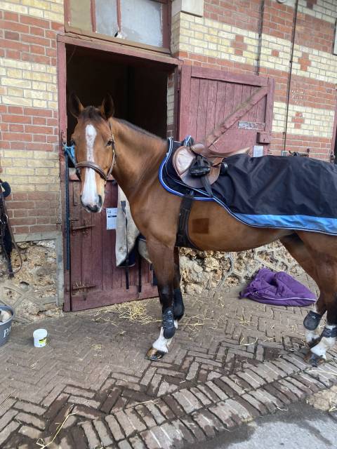 Sella da salto ostacoli Ikonic  17.5" - 2019