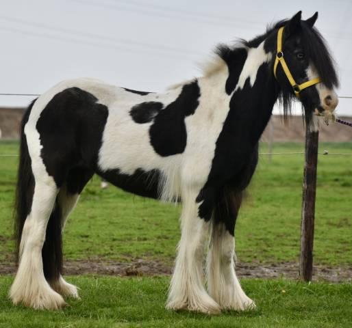Cavalla Welsh Poney (Sezione D), Welsh Cob  In vendita 2014 Pezzato