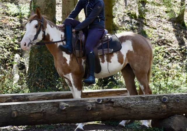 Cavalla Paint Horse In vendita 2021 Overo