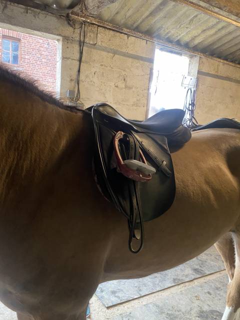 Sella mista Thorowgood   17" - 2017