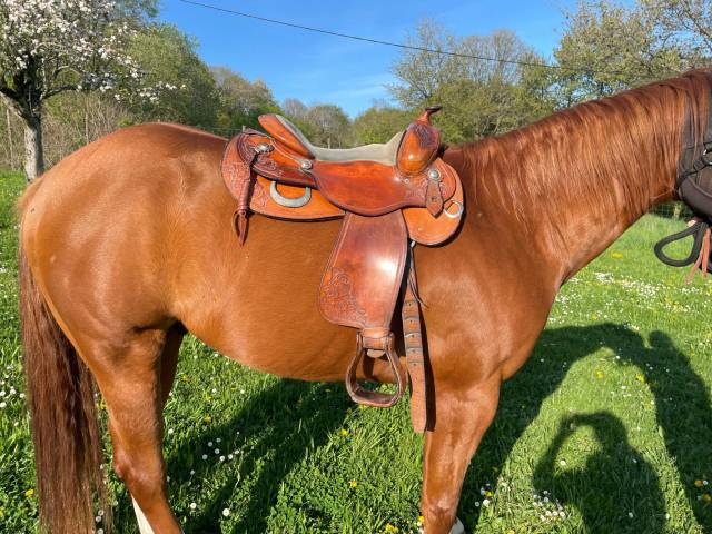 Sella western   15.5" - 2015