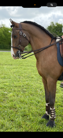Intero Lusitano In vendita 2011 Baio ,  NAHOOR