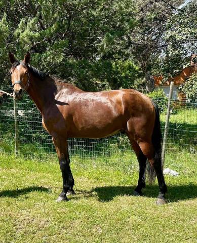 Castrone Sella Francese In vendita 2016 Baio