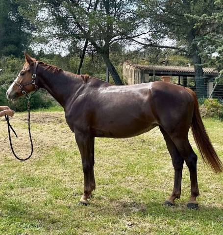Cavalla Sella Francese In vendita 2019 Sauro