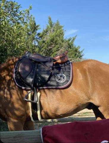 Sella da salto ostacoli CWD  17.5" - 2011