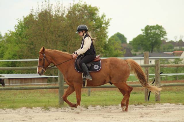 Sella da salto ostacoli CWD  17.5" - 2011