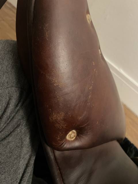 Sella da cross Antarès  17" - 2018