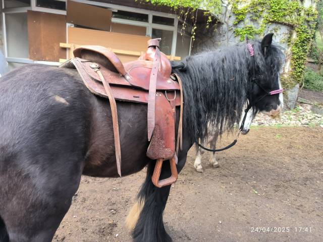 Sella western Barnes  16" - 2015