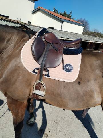 Sella da salto ostacoli Prestige Italia  17.5" - 2016