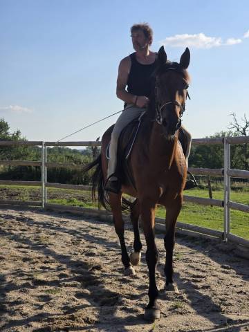 Castrone Trottatore Francese In vendita 2014 Baio