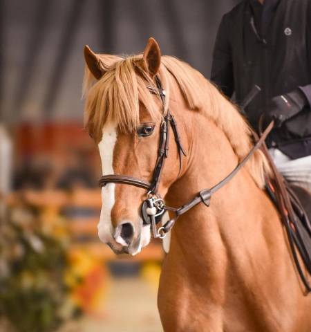 Stallone PFS Pony Francese da Sella In vendita 2017 Sauro ,  Blue tinka tillia