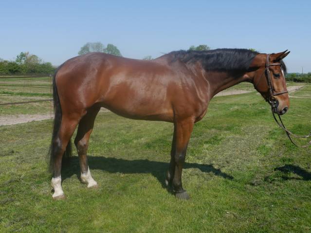Castrone KWPN Cavallo da Sport Neerlandese In vendita 2020 Baio ,  Grandorado TN
