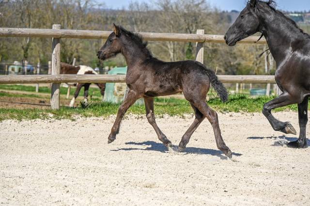 Puledra Frisone In vendita 2025 Nero ,  MANS 543