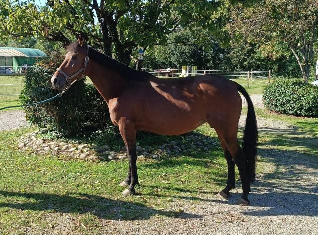Femmina trotter 10 anni 