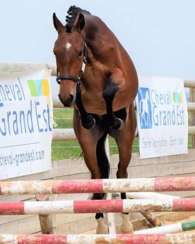Castrone PFS Pony Francese da Sella In vendita 2021 Baio ,  USANDRO TILIA DER LENN