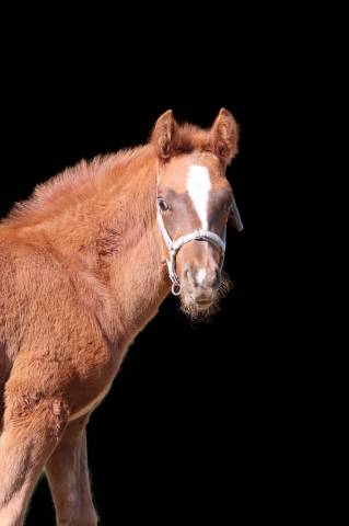 Puledro PFS Pony Francese da Sella In vendita 2025 Sauro brulé