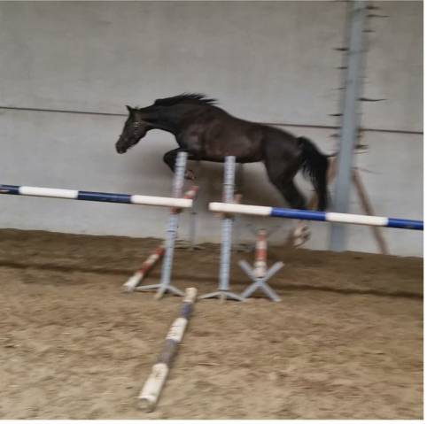 Cavalla sBs Cavallo da Sport Belgio In vendita 2021 Baio ,  Calasco van de helle