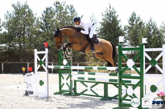 Cavalla Sella Francese In vendita 2015 Baio