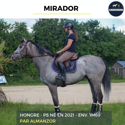Castrone Purosangue In vendita 2021 Grigio ,  Almanzor