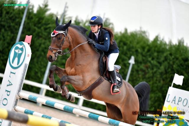 CAVALLO SALTO OSTACOLI