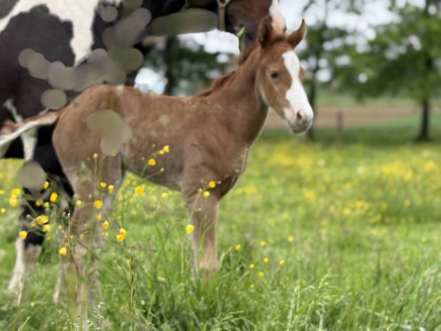 Puledra Paint Horse In vendita 2025 Sorrel ,  Have a Mass Day 