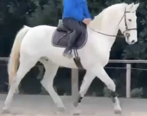 Cavallo belga cat 140/145