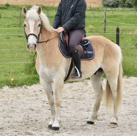 Castrone Haflinger In vendita 2017 Palomino
