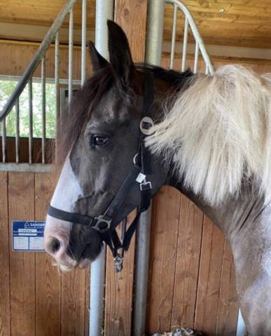 Castrone Cavallo da Sport Irlandese In vendita 2013 Pezzato