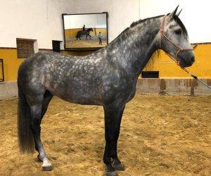 Intero PRE Andaluso In vendita 2018 Grigio