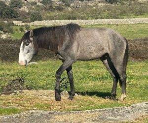 Intero Lusitano In vendita 2022 Grigio