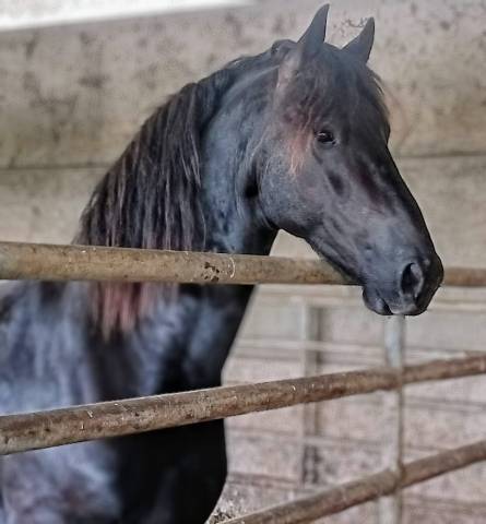 Had&egrave;s des sables  - Frisone 2022