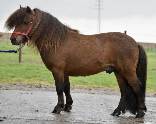Stallone Shetland In vendita 2015 Baio scuro