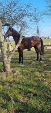 Castrone trottatore belga