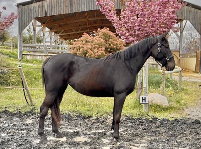 Cavalla Sella Francese In vendita 2022 Nero ,  papillon de l'odyssee