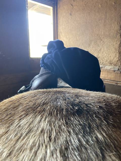 Sella da salto ostacoli  Sautiller 17.5" - 2025