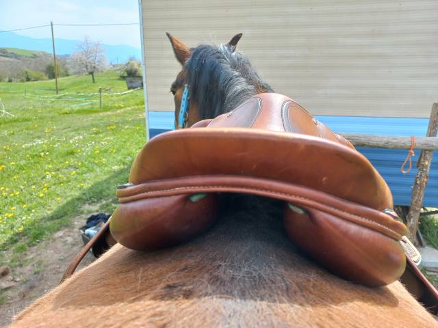 Sella da salto ostacoli  Amerigo vega 17" - 2012