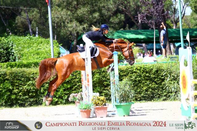 CAVALLO BELGA 2016