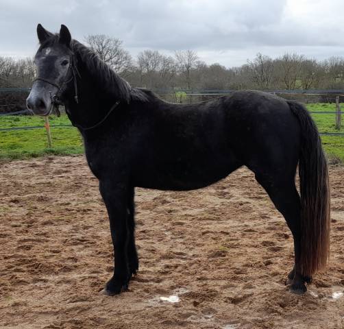 Cavalla Connemara In vendita 2020 Nero ,  TITUS DE LIAF