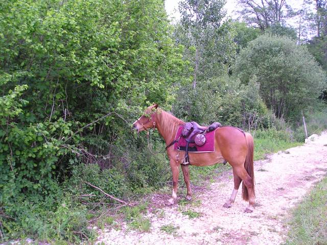 Sella da trekking JMS nomade  17" - 2000