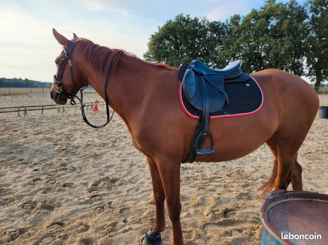 Sella mista Prestige Italia Michel Robert 17" - 2025