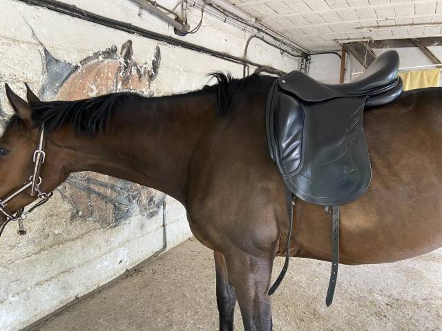 Sella da dressage CWD SE 08  18" - 2013