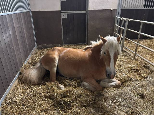 Cavalla Haflinger In vendita 2005 Crine lavato