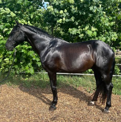 Invicto Aran - PRE Andaluso 2016