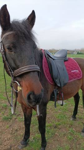 Sella da dressage Ronzon Prestige 17.5" - 2017