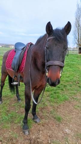 Sella da dressage Ronzon Prestige 17.5" - 2017